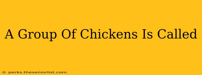 A Group Of Chickens Is Called
