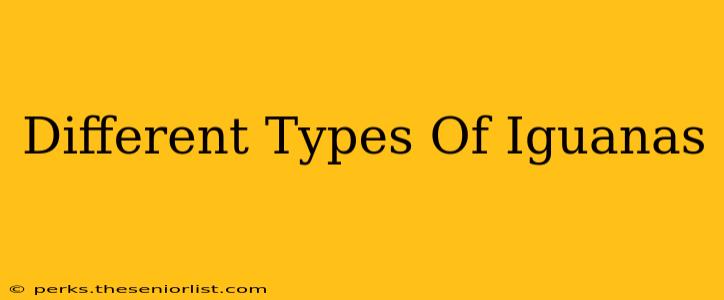 Different Types Of Iguanas
