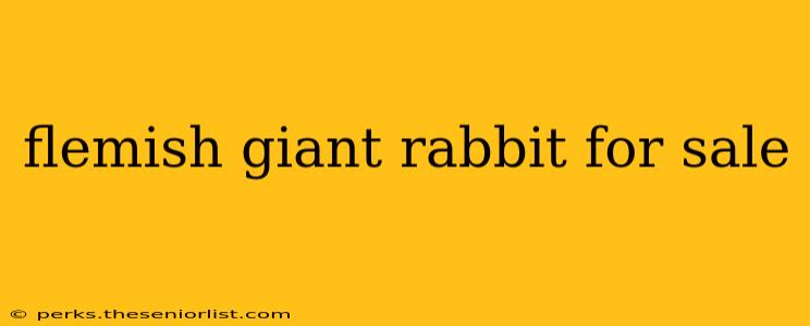 flemish giant rabbit for sale