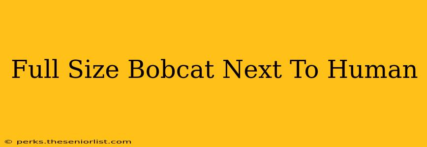 Full Size Bobcat Next To Human