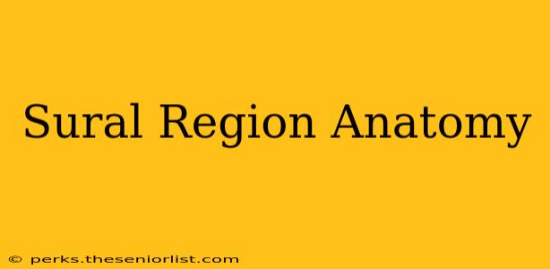 Sural Region Anatomy